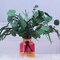 12Pcs Mixed Real Dried Eucalyptus Leaves Stems - Preserved Eucalyptus Branches, Silver Dollar Eucalyptus, Seeded Eucalyptus Bouquets for Vase Floral Arrangements Wedding Greenery Decor